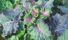 'Homesteader's Kaleidoscopic Perennial' Kale Grex