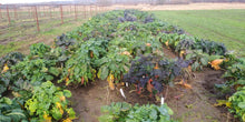 'Homesteader's Kaleidoscopic Perennial' Kale Grex