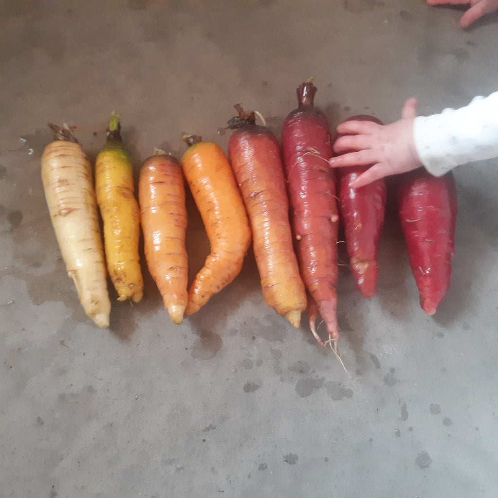 Over The Rainbow' Carrot Mix (Minnesota Over-Wintered