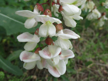 'Nyirségi' Black Locust