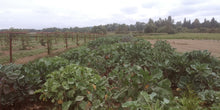 'Homesteader's Kaleidoscopic Perennial' Kale Grex