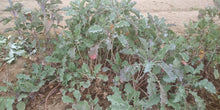 'Homesteader's Kaleidoscopic Perennial' Kale Grex