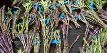 'Homesteader's Kaleidoscopic Perennial' Kale Grex