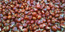 American Chestnut