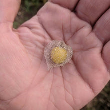 'New Hanover' Ground Cherry
