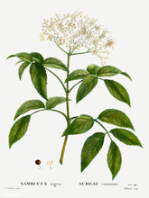 Ukrainian Black Elderberry
