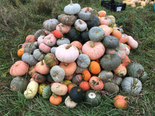 Jemi-Nanticoke Breeders Mix Winter Squash