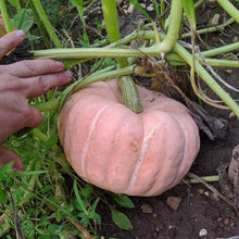 Jemi-Nanticoke Breeders Mix Winter Squash
