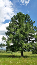 Siberian Swiss Stone Pine