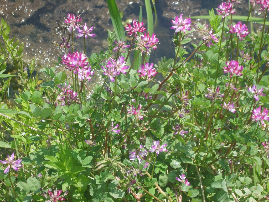 Chinese Milk Vetch – Experimental Farm Network Seed Store