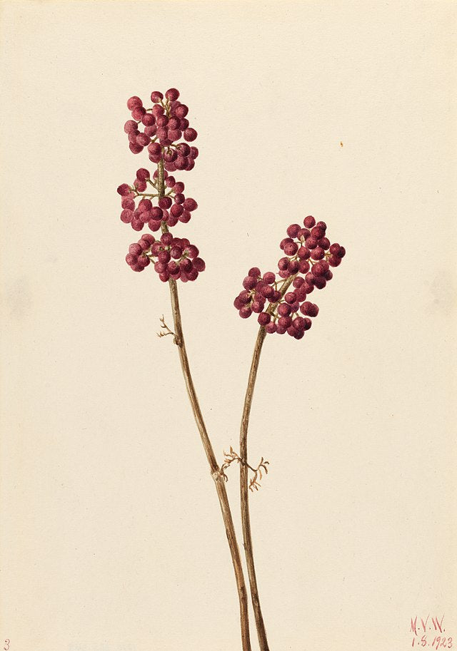 planting beautyberry seeds American Beautyberry
