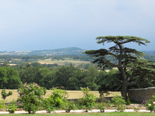 Cedar of Lebanon