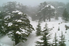 Cedar of Lebanon