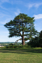 Cedar of Lebanon