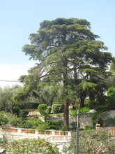 Cedar of Lebanon