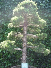Cedar of Lebanon