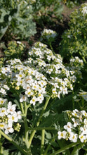 'Billington' Seakale