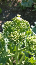 'Billington' Seakale