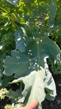 'Billington' Seakale