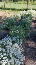 'Billington' Seakale