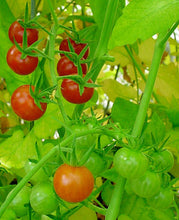 'Florida Wild Everglades' Tomato