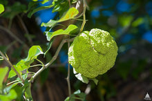 Osage Orange