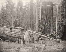 Giant Sequoia