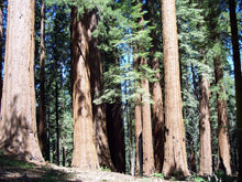 Giant Sequoia