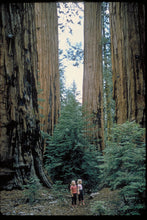 Giant Sequoia