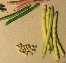 'Grandpa McKay's Cream Pea' African Pea