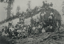 Giant Sequoia