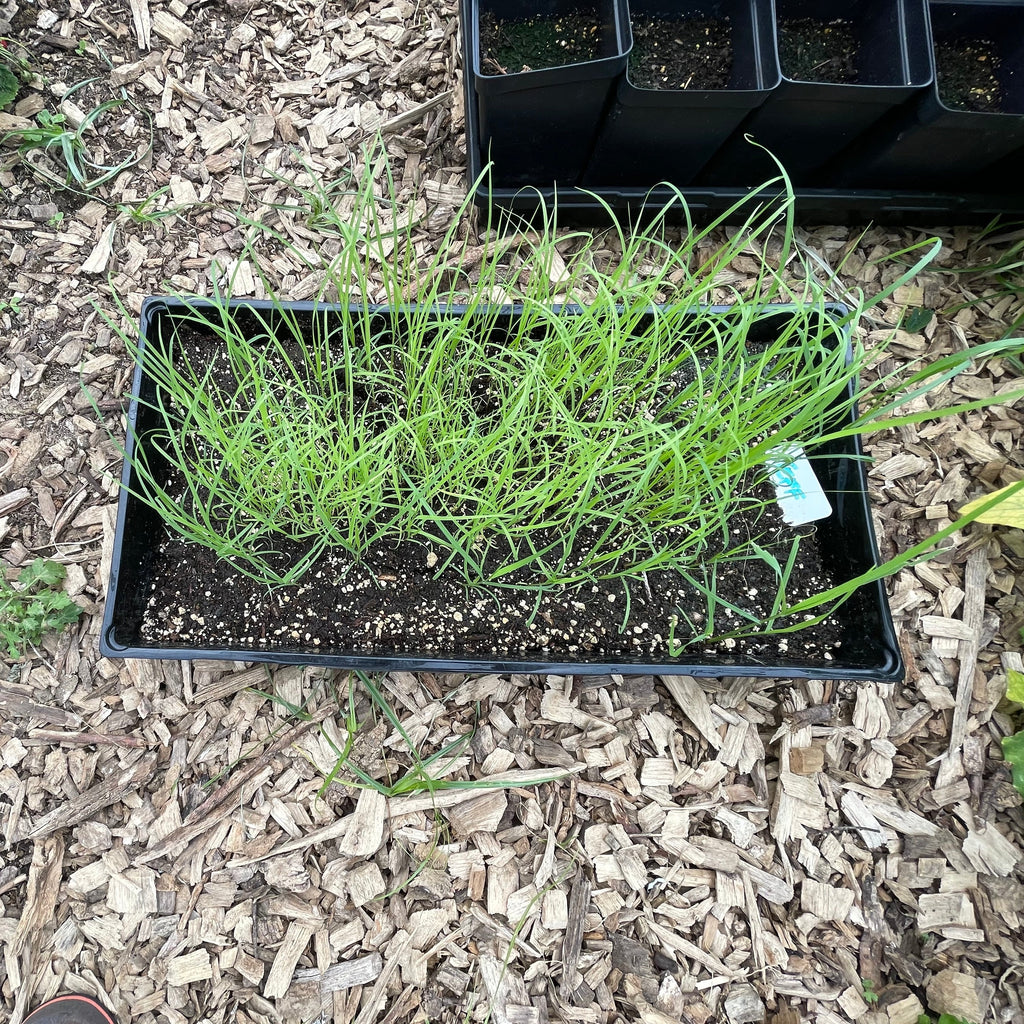 'Kobo Robit Landrace' Teff Experimental Farm Network Seed Store