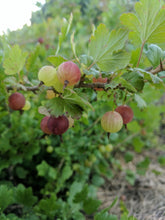 'Captivator' Gooseberry
