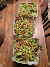 'Captivator' Gooseberry