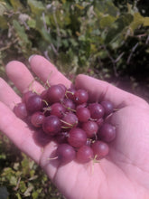 'Captivator' Gooseberry