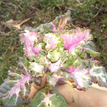 'Homesteader's Kaleidoscopic Perennial' Kale Grex