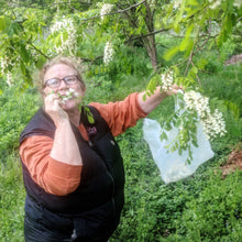'Nyirségi' Black Locust