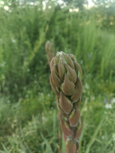 'Northern' Yucca