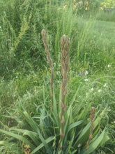 'Northern' Yucca