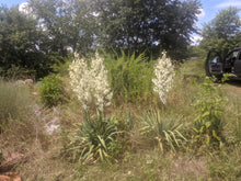 'Northern' Yucca