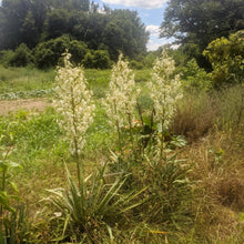 'Northern' Yucca