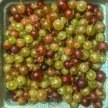 'Captivator' Gooseberry