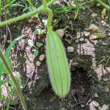 'Palestine Fakous' Melon