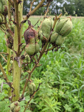 'Northern' Yucca