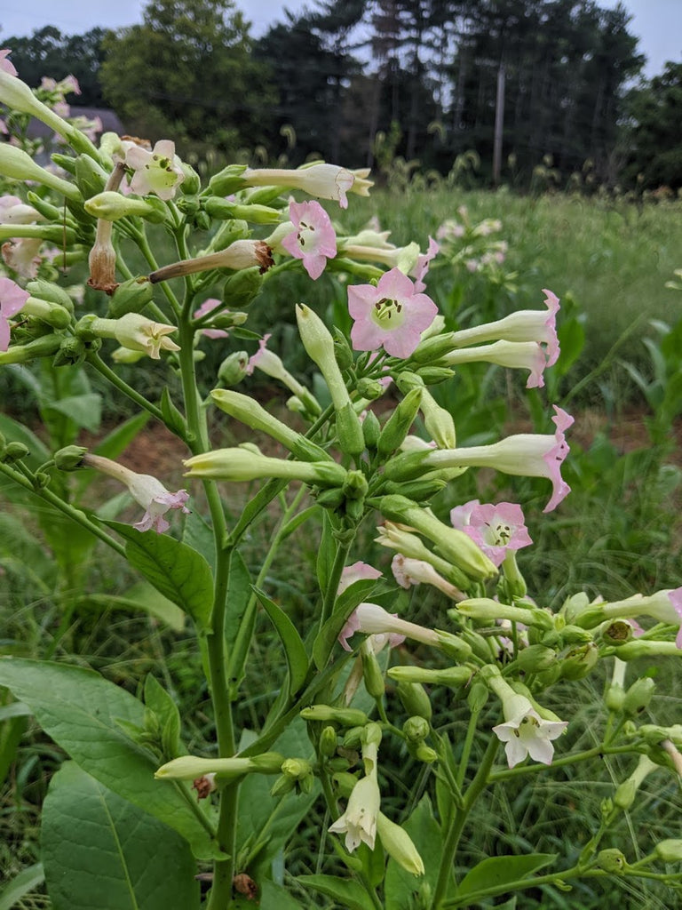 Puerto Rican Mountain' Tobacco – Experimental Farm Network Seed Store