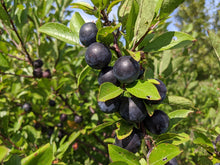 Cape May Beach Plum