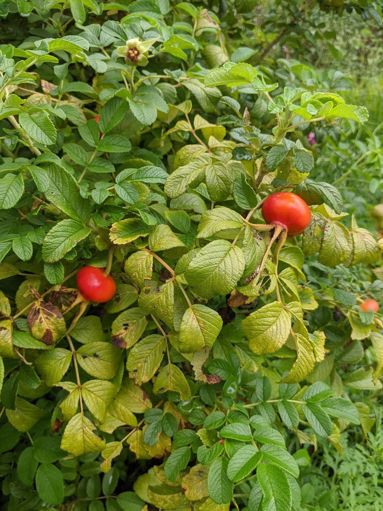 rosa rugosa seeds Pink Rugosa Rose – Experimental Farm Network Seed Store