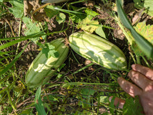 'Palestine Fakous' Melon