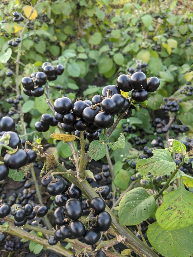 West African Njama Njama Landrace – Experimental Farm Network Seed Store