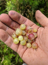 'Captivator' Gooseberry
